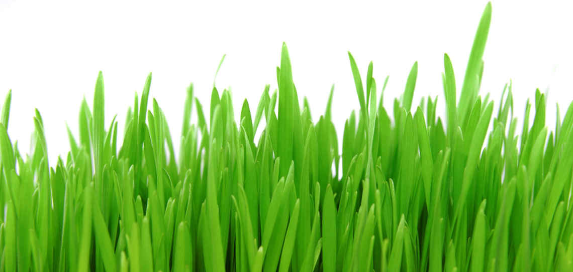 SemenVitae biogenes Bio Gerstengras