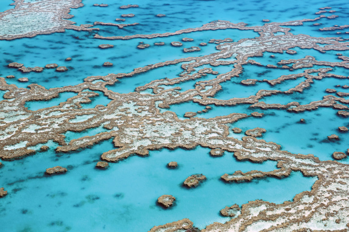 Semen Vitae Great Barrier Reef Australien